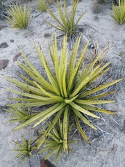 Agave datylio vexans