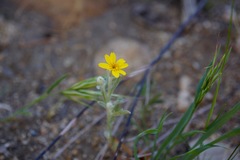 Eriophyllum ambiguum