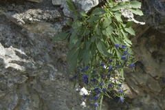 Campanula lehmanniana