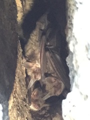 Myotis vivesi