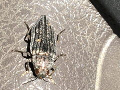Buprestis nuttalli