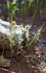 Eriophyllum ambiguum