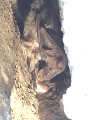 Myotis vivesi