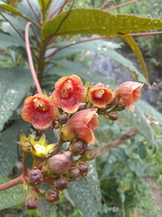 Rhytidophyllum bicolor