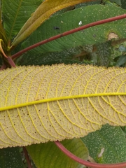 Rhytidophyllum bicolor