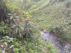 Rhytidophyllum bicolor