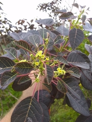 Euphorbia cotinifolia