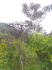 Euphorbia cotinifolia