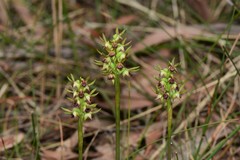 Genoplesium ciliatum