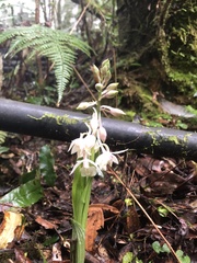 Calanthe aristulifera