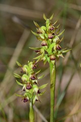 Genoplesium ciliatum