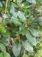 Terminalia tetraphylla