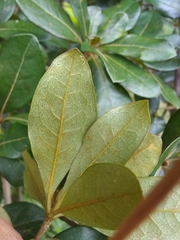 Terminalia tetraphylla