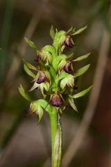 Genoplesium ciliatum