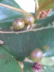 Terminalia tetraphylla