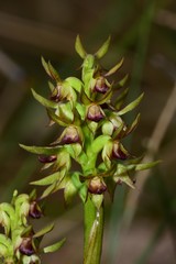 Genoplesium ciliatum