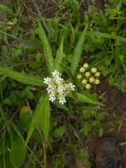 Asclepias nivea