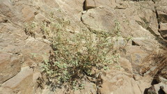 Chrozophora oblongifolia