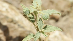 Chrozophora oblongifolia