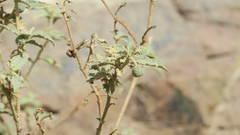 Chrozophora oblongifolia
