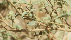 Chrozophora oblongifolia