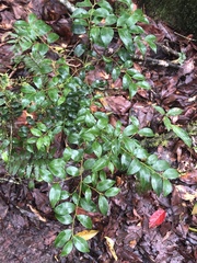 Ilex hayataiana
