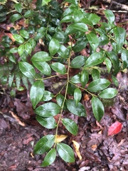 Ilex hayataiana