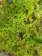 Odontosoria aculeata