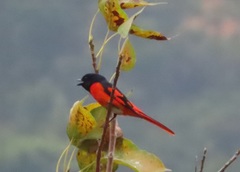 Pericrocotus speciosus