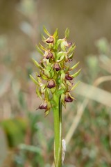 Genoplesium ciliatum