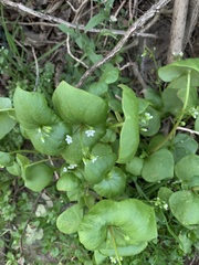 Claytonia perfoliata