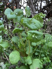 Claytonia perfoliata