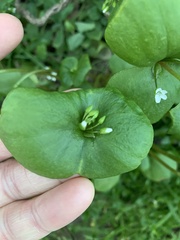 Claytonia perfoliata