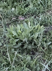 Angiospermae