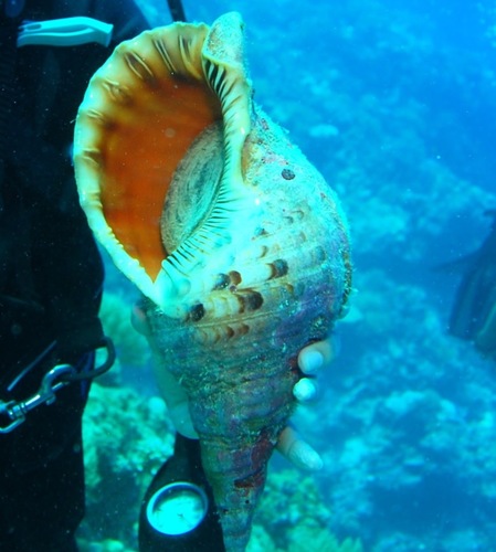 Charonia tritonis