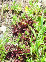 Scutellaria californica