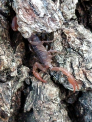 Pseudouroctonus reddelli