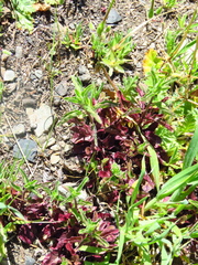 Scutellaria californica