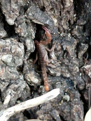 Pseudouroctonus reddelli