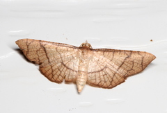 Hypolamprus ypsilon