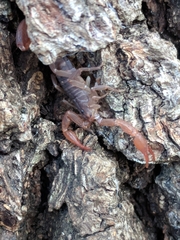 Pseudouroctonus reddelli