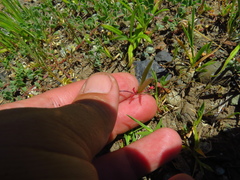 Leptosiphon parviflorus