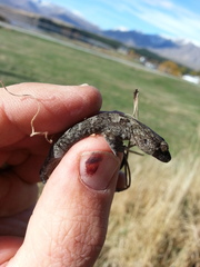Woodworthia southern alps
