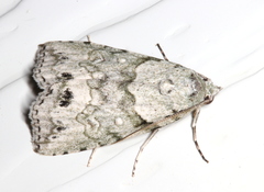 Calathusa basicunea