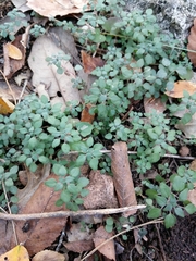 Parietaria pensylvanica