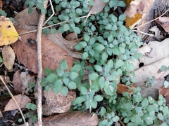 Parietaria pensylvanica