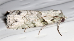Calathusa basicunea