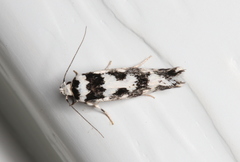 Lichenaula calligrapha