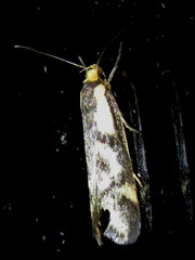 Palimmeces poecilella