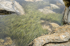 Zostera muelleri
